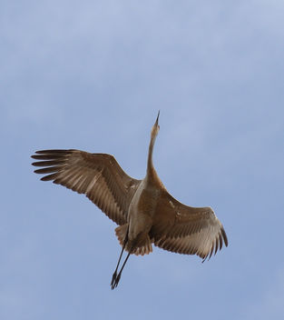 Sandhill Crane in Flight - Kostenloses image #429791